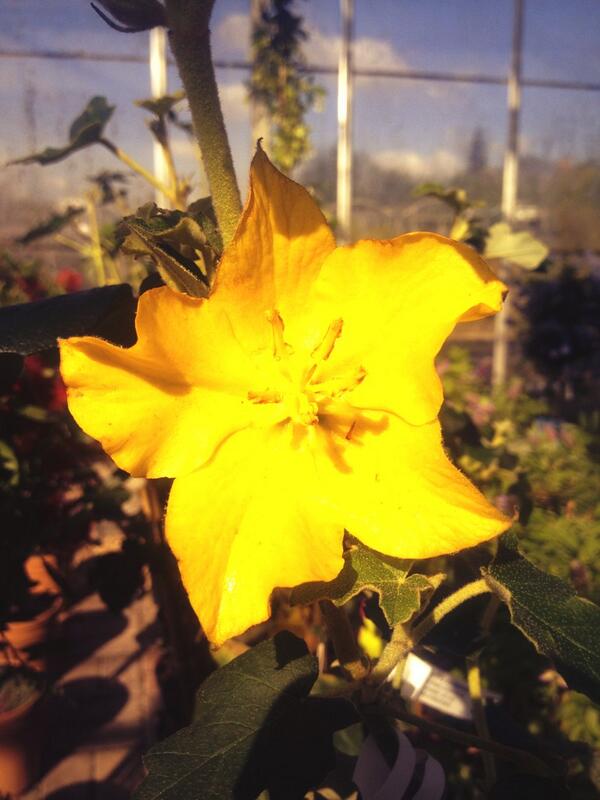 Fremontodendron 'California Glory' looking stunning today! Only £14-95. Beautiful climber #gardening