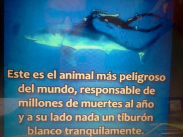 FuriaAnimalista's tweet photo. El animal mas peligroso del mundo.... http://t.co/oQEwNgqy4d