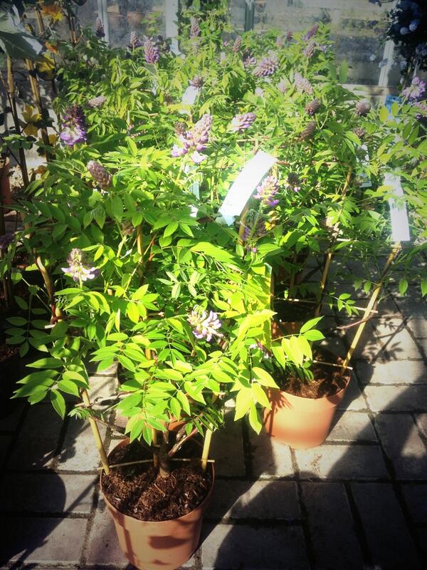 Wisteria 'Amethyst Falls' on framework and looking stunning #gardening
