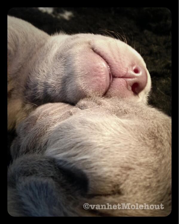 Marca van Turnhout tweet media