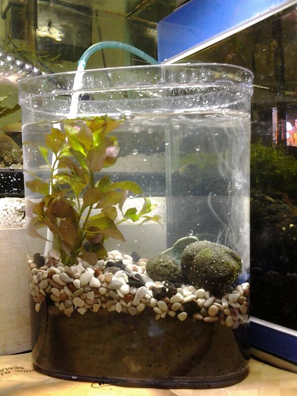 910 Aquascape Batu Besi Gratis 910 Aquascape Batu Besi Gratis