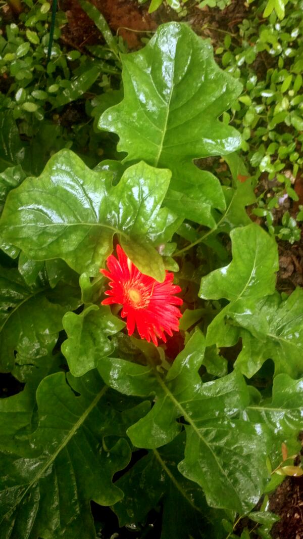 REI Austin tweet media