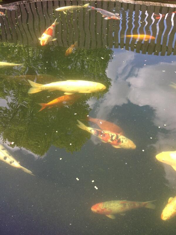YO <a href="/FlexTheTruth/">JFLEX</a> U HUNGRY? IM GOIN IN TO GRAB SOME SUSHI #MADTING