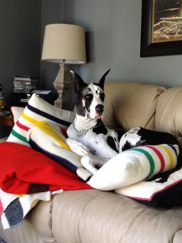 Enjoying my hbc collection!#hudsonbay_co