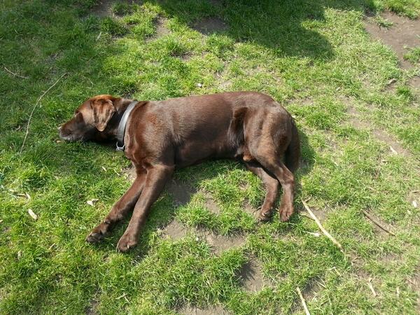 MontysBark's tweet photo. Bank holiday weekend yay. Peaked too early! http://t.co/vrqJ0ddnv1