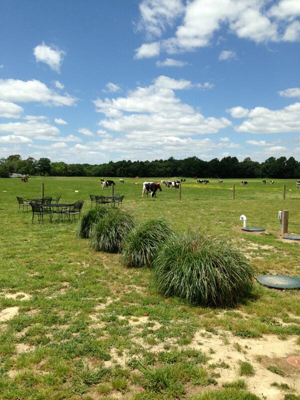 Trastevere's tweet photo. Dairy cows in #Delaware. On the way to the ocean. http://t.co/NrjBo6zplv