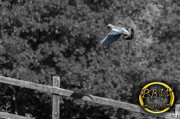 Paul_B_W's tweet image. Just waiting for the 2nd half of the rugby to start so took this stood on my balcony…#killstime