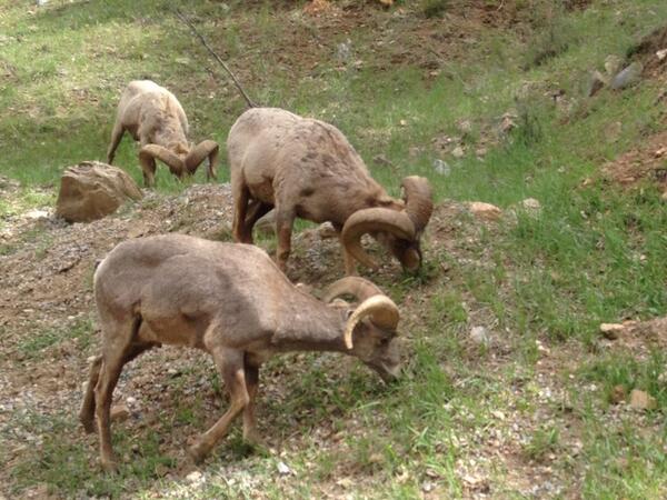 Fourcyclones's tweet image. Couple of dudes on the trail this morning... #bettheirlungsaren'tsore