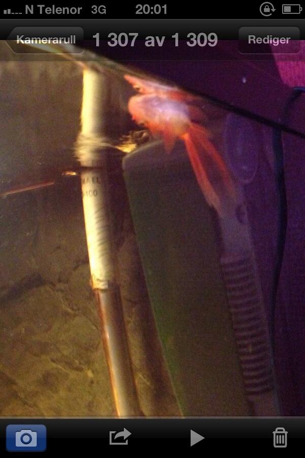 gunvorhh's tweet photo. Vi koser oss på restaurant. #forrett #Doffenhardæva http://t.co/9SbZzG0EFK