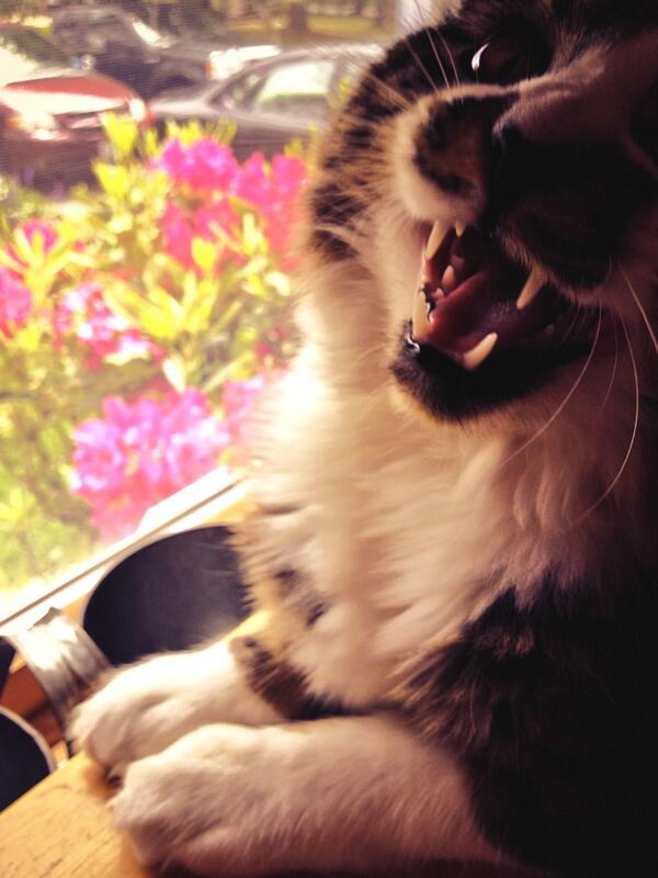 MaxtheSpaghetti's tweet photo. MEOW!!! http://t.co/RYuMPDDsiq