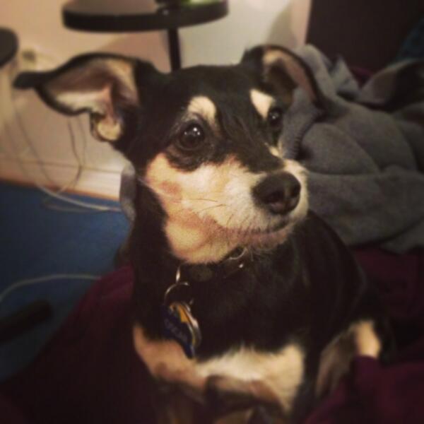 One year ago today we adopted our pup Oscar. He has made our lives snugglier and happier!
