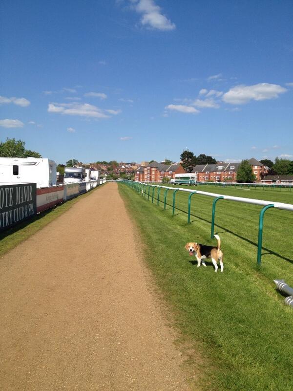 Spaghetti_Jo's tweet photo. @LifeInWarwick Beagle life in Warwick. http://t.co/nPsq92EyU5
