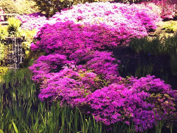Lovely day out at #wakehurstplace. And  the #millenniumseedbank is amazing.
