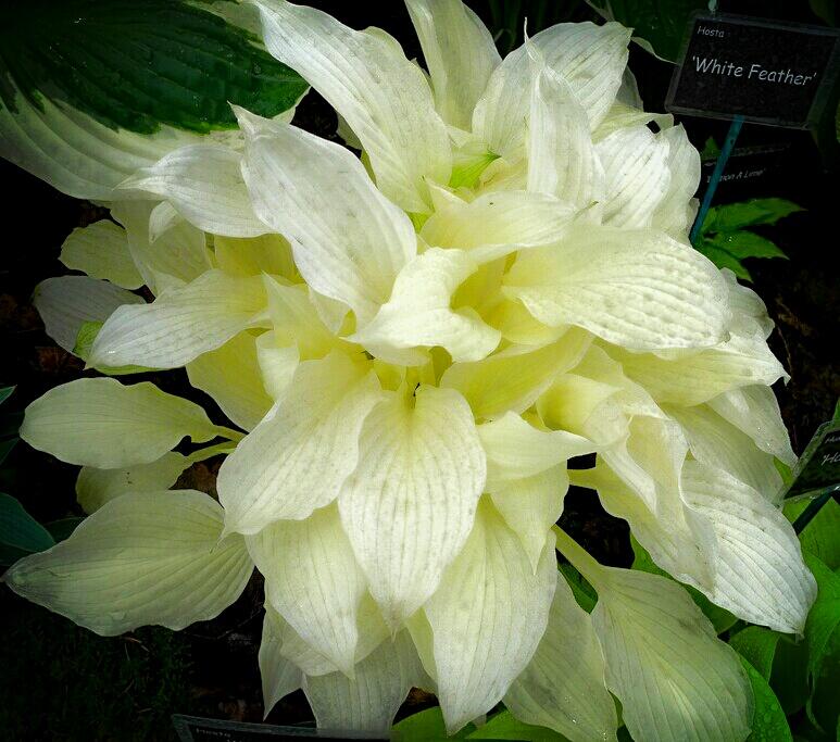 Sophie Leguil On Twitter An Amazing Almost Albino Hosta White