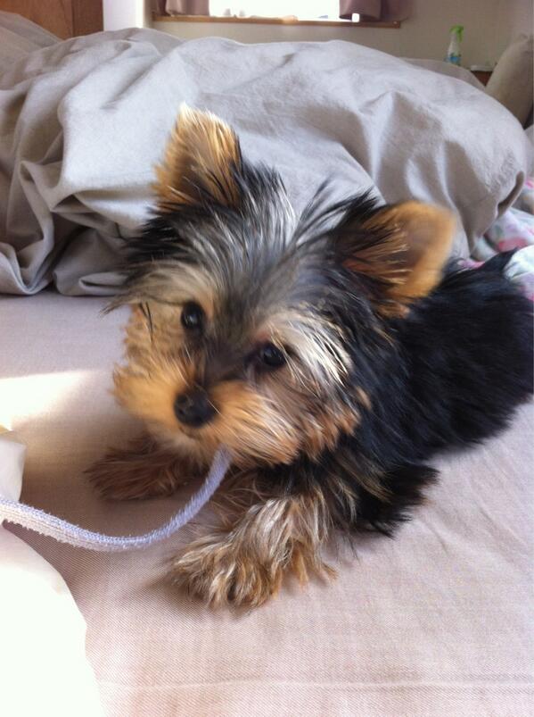 910152257's tweet photo. 犬が来た～ワン http://t.co/wkkrwWbdoG