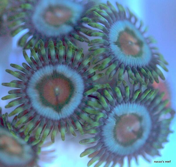 russosreef's tweet photo. awesome paly frags starting to propagate here at russosreef http://t.co/Z9rGyOmEWO