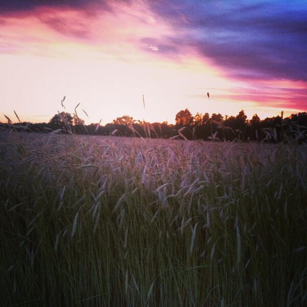 Amber waves of grain #NC #God'scountry #breathlessnotjustfromtherun