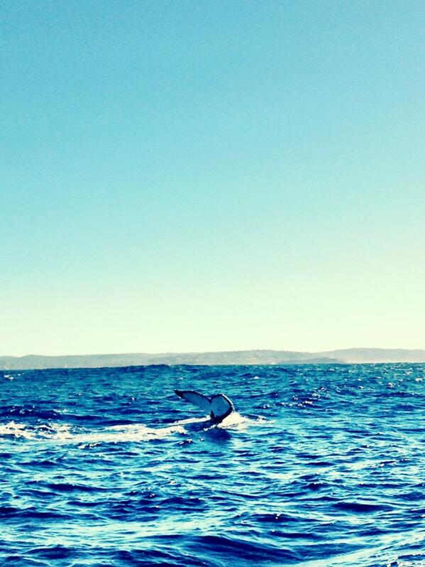 The whales are back!! Our first Whale Watching Safari of the season was today. So much fun. Come along..