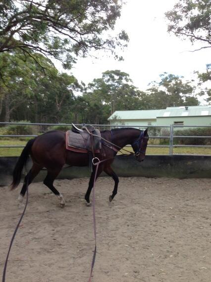 Long reining in the round yard