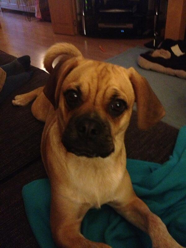 Rubypuggle tweet picture