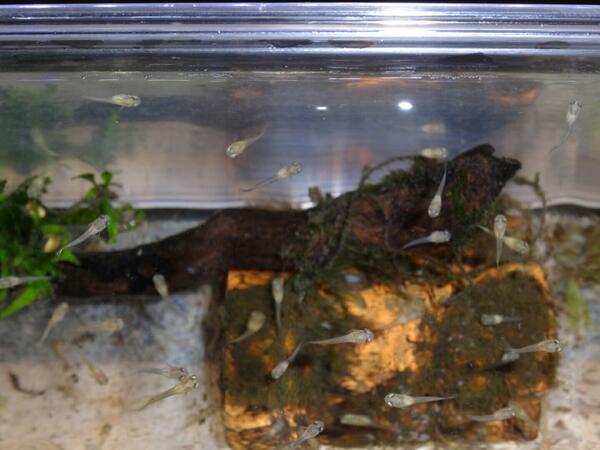 むっつー 昨夜 お腹がパンパンに膨らんだメスのグッピーを見ると 仔の目が動いてたから もうすぐ産まれると思った 産仔ケースに移動しておいた 予想的中 産まれました Http T Co Wkluuqdogt