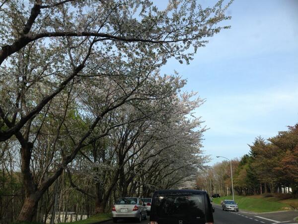 石狩市厚田区にある戸田墓地記念公園に行ってきました。リベンジ成功！渋滞すごかったけど、桜きれいだった〜