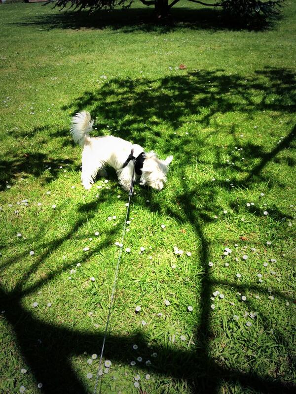 GavWonna's tweet image. Daisy Sniffer #Puppy #Boogles