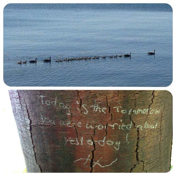 AmyECD's tweet image. Morning run: a million baby geese &amp;amp; pertinent graffiti