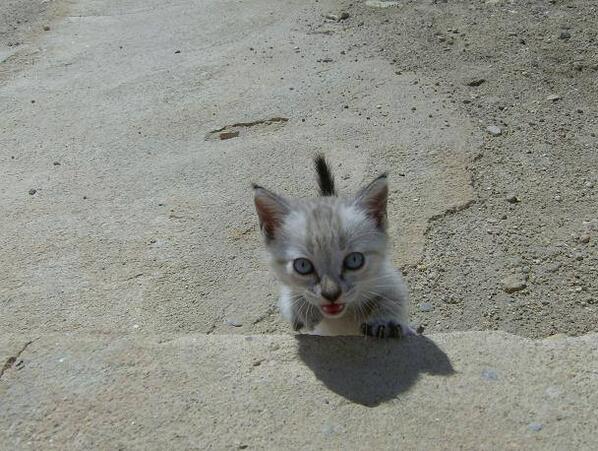ProgatLleida's tweet photo. Hay veinte bebé gatito en una obra. Esta tarde van a recogerlos, quien quiera venir... 690383089 http://t.co/1G9zGziiTo