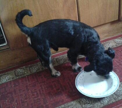 Rakbalbin's tweet photo. @Nurialosada4 Iker no para de comer!! Jaja http://t.co/44rB4KKBPY