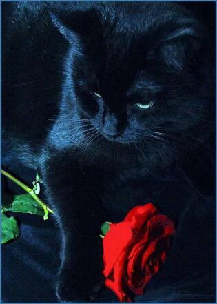 gearjammer4u's tweet photo. In memory of my dad Army 1960-1966 "blackcats" http://t.co/Gv7gjgZWAn