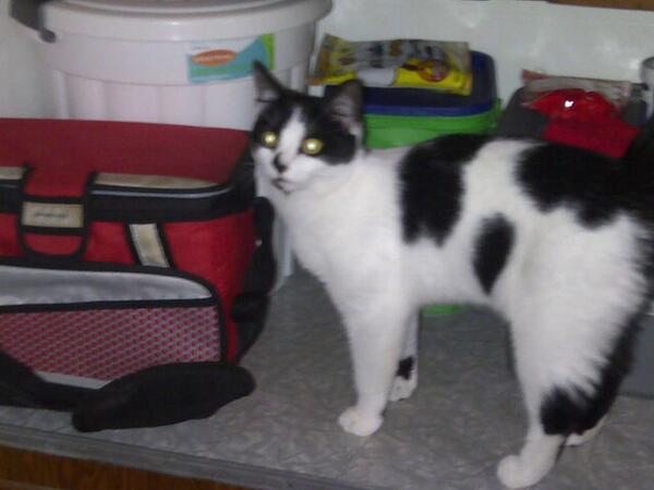 popculturedone's tweet image. #CrackCat #Bobo #Jaxsons2ndBirthday