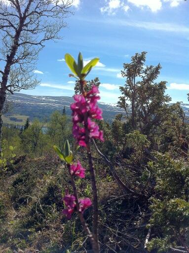 Gretetwitt's tweet image. Fikk artsbestemt denne da vi hadde besøk av en lærer på hytta som utbrøt, en Tysbast! Giftig og vakker #tydal #flora