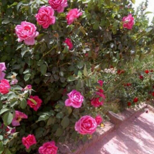 alluhAkber's tweet photo. روح ﭑلإنسان مثل ﭑلوردة كلما ذكر ﭑللـھ أزهر وانشرح صدرھ وكلما صد عن ذكر ﭑللـھ ذبل وانقبض صدرھ. http://t.co/FPOAChmGTY