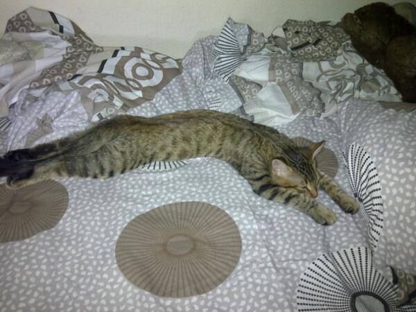 Muchos duermen así o me equivoco