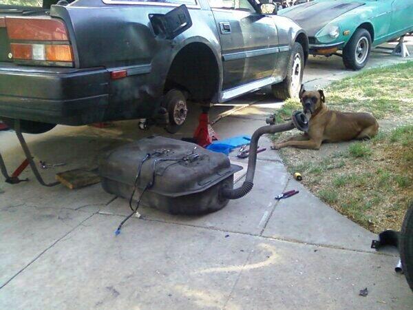 BLAZEDABOXER's tweet photo. This Memorial Day Weekend...Helping My Dad @HEFTYSMURFANDYK work on Him Car..."WOOF!! Where My Dogs At??" http://t.co/FM88amMjbG