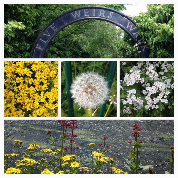 Did the Five Weirs Walk today. Easy walk, well maintained and plenty to see! #fiveweirswalk #sheffield