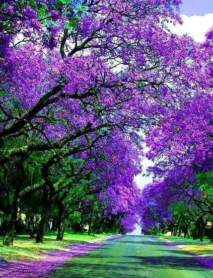 素敵な画像集 در توییتر オーストラリア ジャカランダの花道 春から初夏にかけて咲き誇るジャカランダの花は ブリスベンやシドニー周辺の東海岸地区を鮮やかな紫色に染めます 南半球は季節が逆なので10月下旬 11月上旬がベストシーズンです T Co