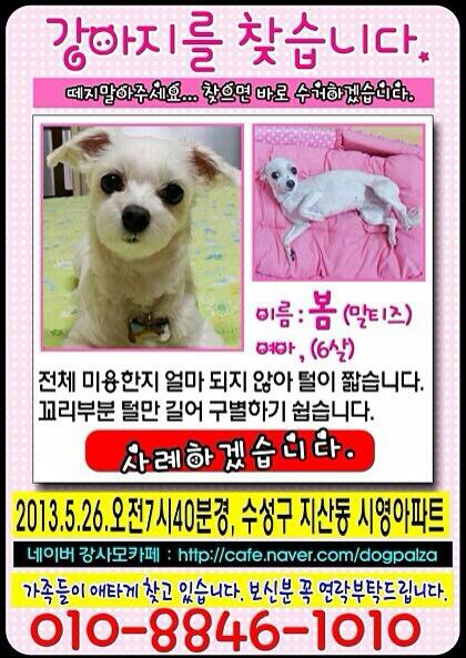 akogarejoo's tweet photo. RT요망!! 강아지를 찾습니다!! 수성구 지산동 시영아파트에서 5월 26일 실종되었습니다. 말티즈입니다. 사례하겠습니다! 제발 연락주세요 http://t.co/K1ZLb0EujV