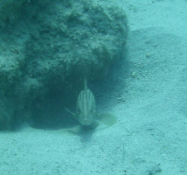 DivingElite's tweet photo. Come dive with us in Turkey. The water's warming up and the fish are ready to great you. Doesn't he look happy? :) http://t.co/fZ414ZHigC