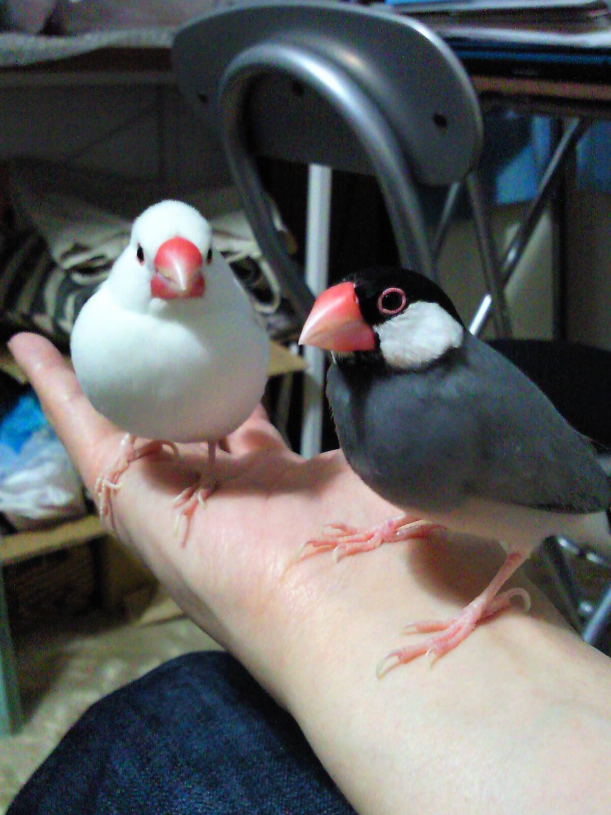 もち Sj7 2 よっち 左 白文鳥 オス５歳 文鳥 予報士 マイペースすぎて病気かと思うこともあり 飼い主は心配している ゆん 右 桜文鳥 メス２歳 ゆんたん 水浴びを覚えないまま大人になって羽がボサボサ おこりんぼでいつもキャルキャル