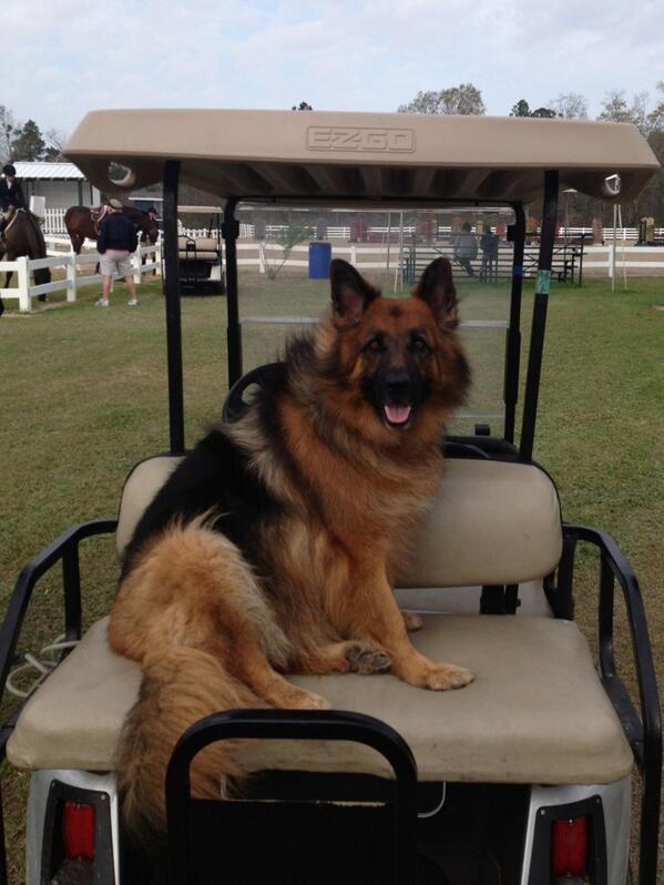 @SteitzTraining I have a thing for well trained dogs, especially GSD. Here is mine. Have a great Memorial Day