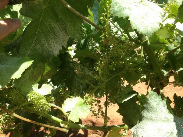 MoscatelDelSur's tweet photo. Este año va a ser prometedor. http://t.co/3lKTgY9nqB