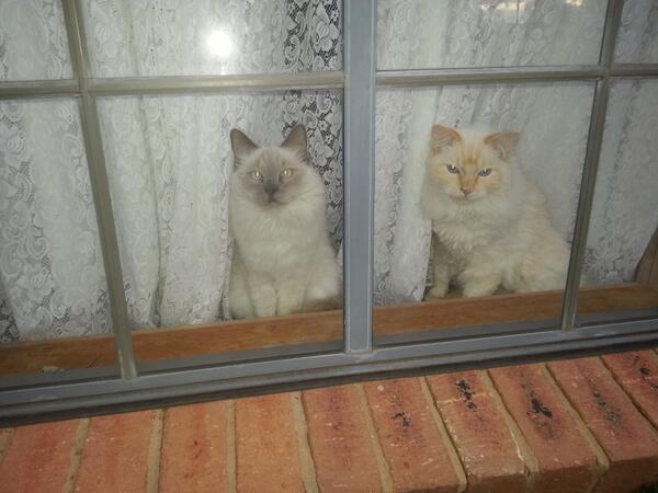 ellasmall122's tweet photo. awww #cute http://t.co/flw9IrwgpZ