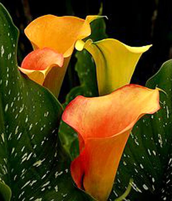 gruntlion's tweet image. #confuscious say #man who write little has much to say.