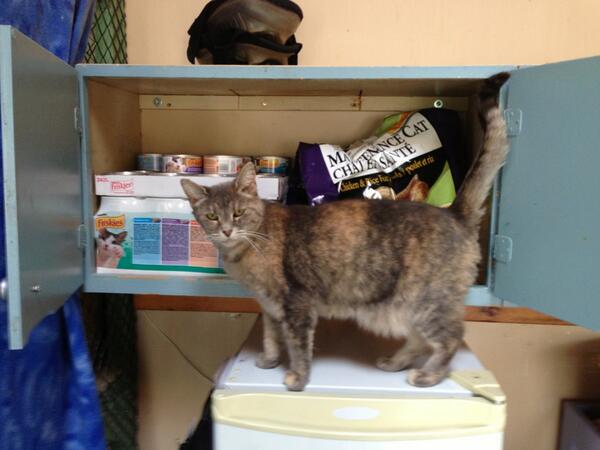 Looks like I'm going to have to go through Sadie if I want to feed the cats. #noneshallpass