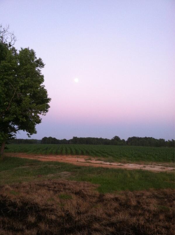 FarmPictures's tweet photo. Full moon over corn in central alabama. http://t.co/zZPrCLpyu4
