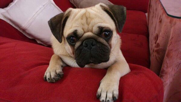 CarmenFily's tweet photo. Hoy es el cumple de mi sobrinito pexioxoooooooo!!! Feliiiiiz cumple Charlie =D su mirada m tiene enamorada.. http://t.co/ChwKBU2idE