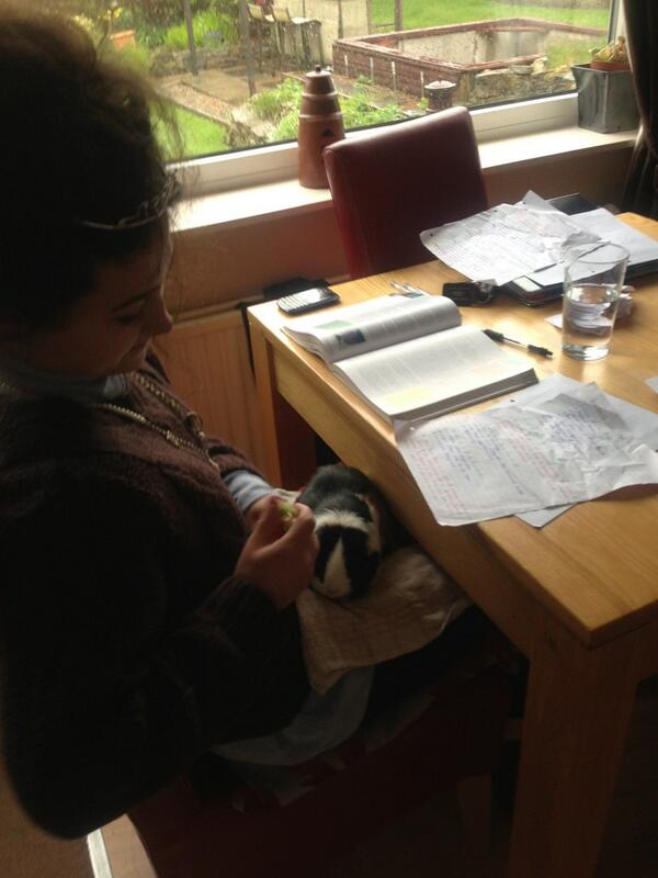 emilyrawstron's tweet image. Only @LivConroy does this...revising with a guineapig #doasyouplease