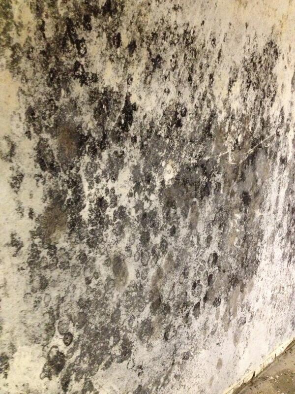 ThatInspector's tweet image. Just another day at the office........if your office has black mold all over the walls!!!!